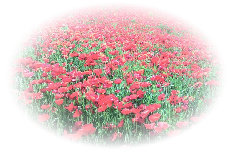 urdreamstore-com2b013032.jpg
